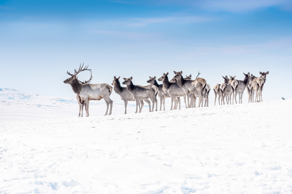 ALROSA’s Ecologists Analyze Reindeer Migration Routes Jointly with Yakut Scientists